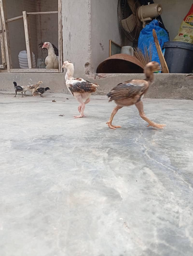 aseel chicks 0