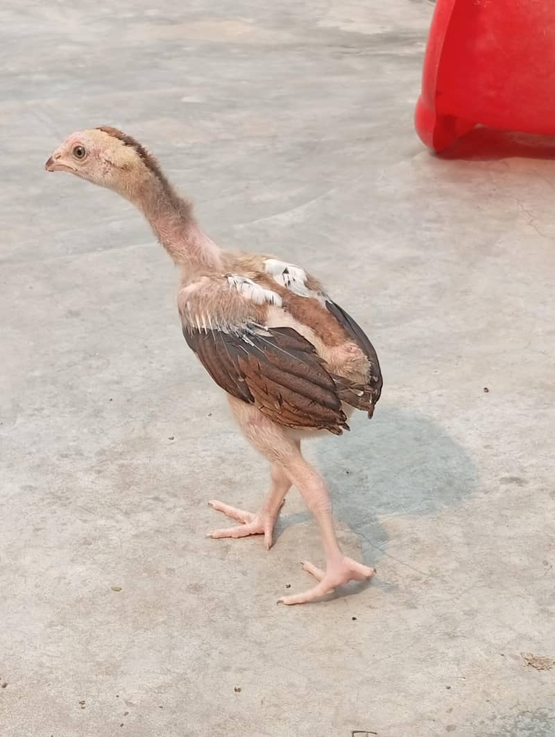 aseel chicks 2