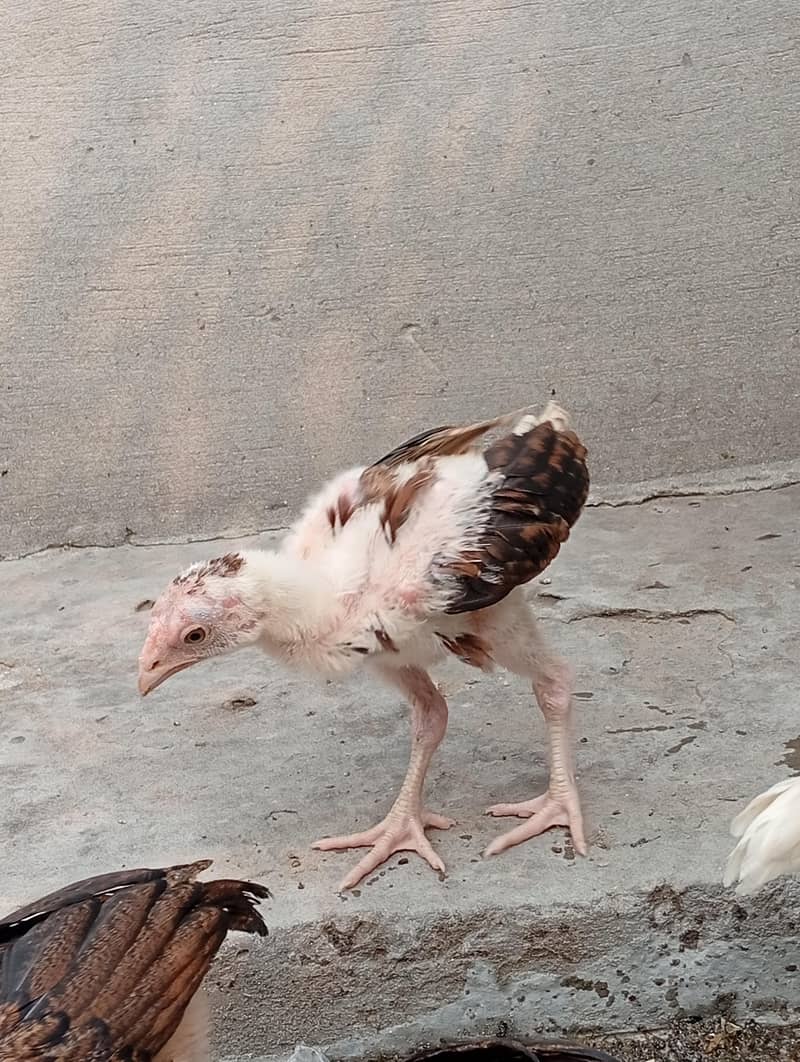 aseel chicks 4