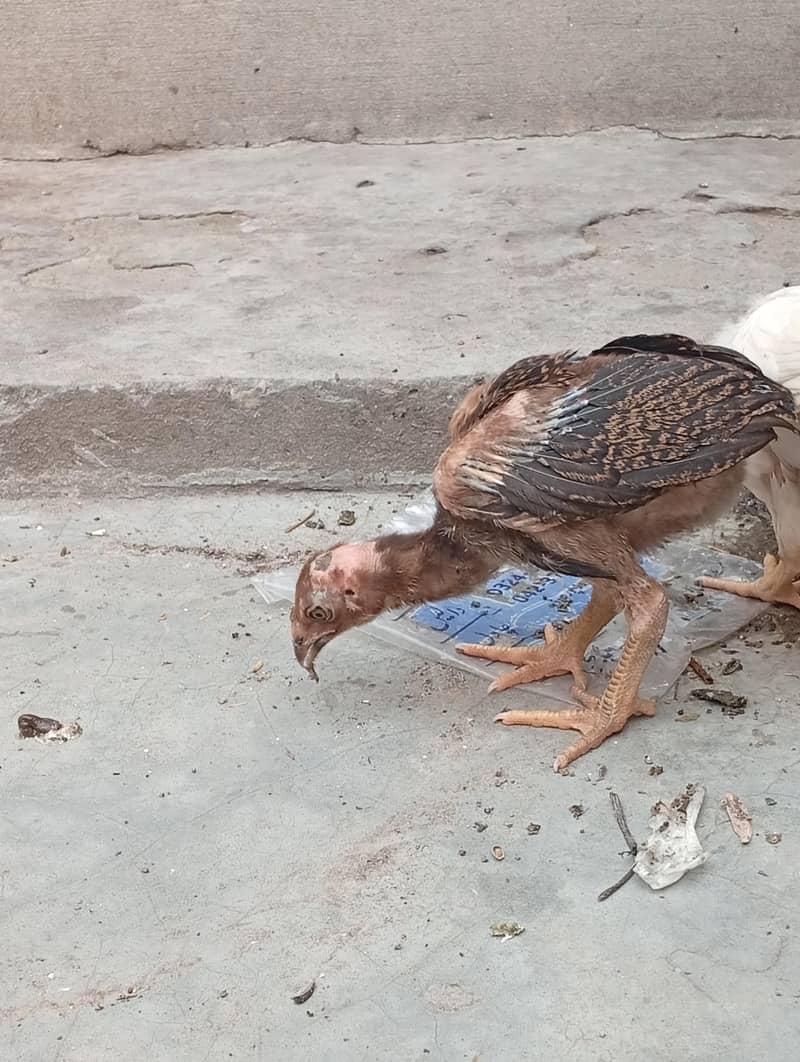 aseel chicks 5