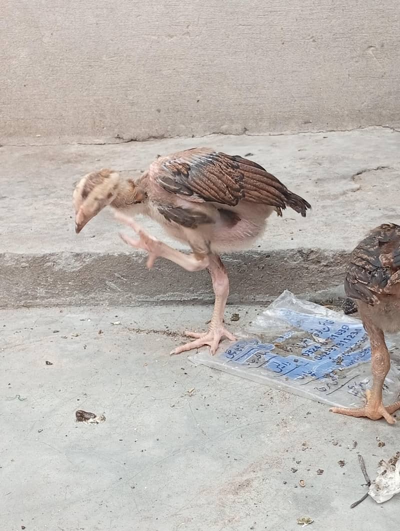 aseel chicks 6