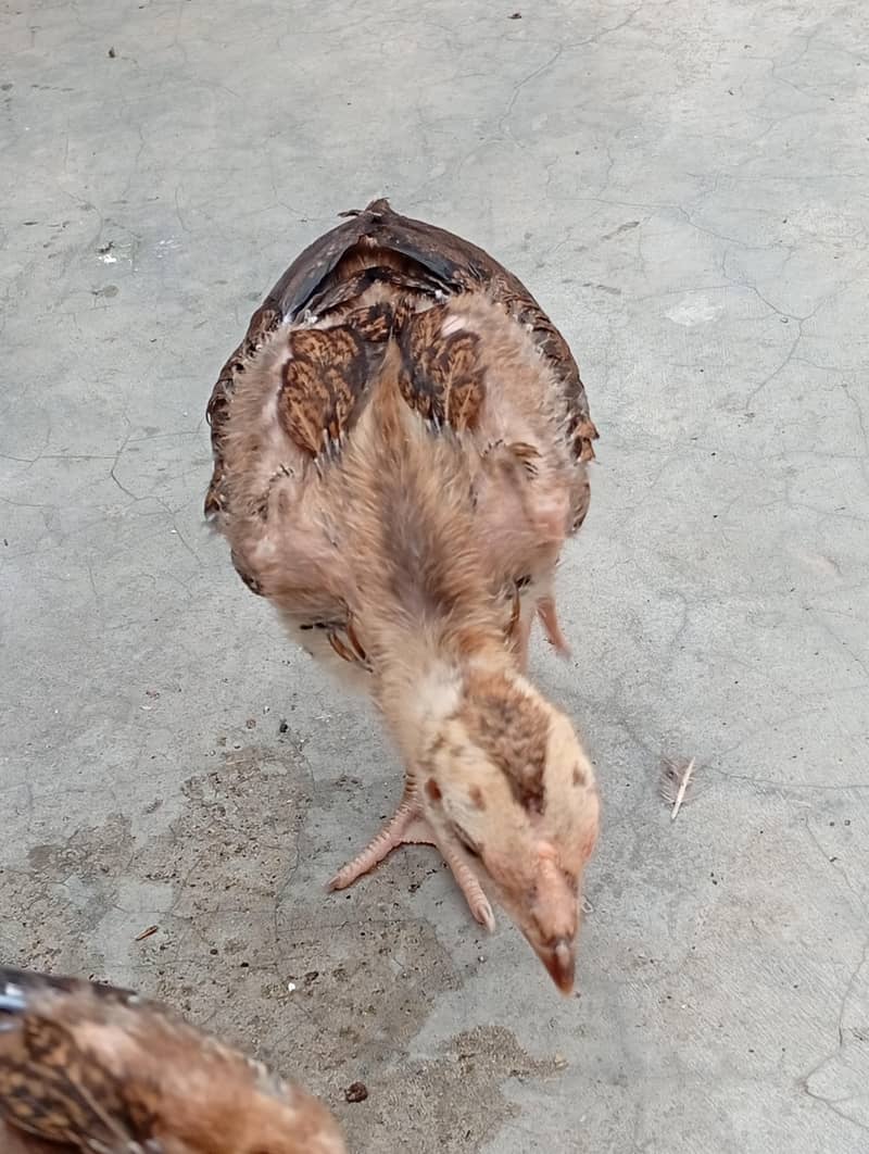 aseel chicks 8