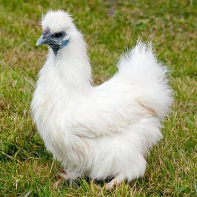 silkie eggs