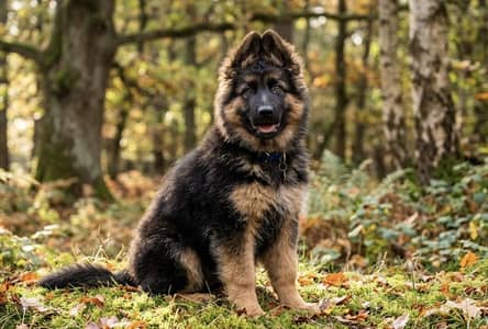 Need German shepherd puppy