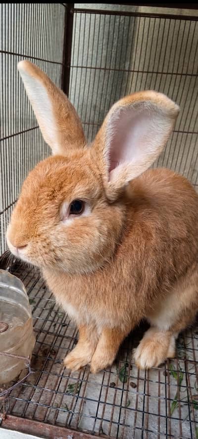 Palomino rabbits for sale