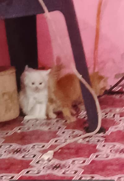 Triple kot 6 cat