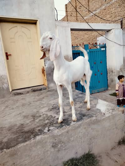 Rajanpuri Nukra Bakra