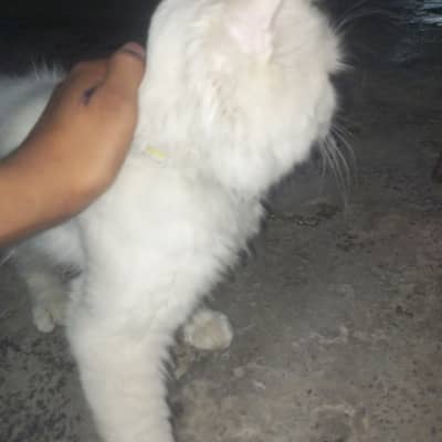Odd eyes  3coat male cat for sale