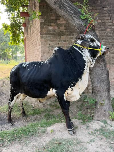 Donda janwar . . weight 160kg plus . . 4 sale