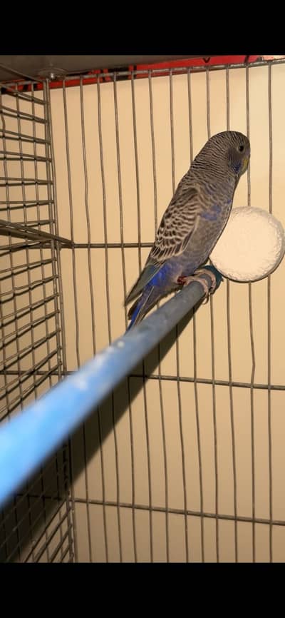 Violet black face split black wing (grey split both parents grey)