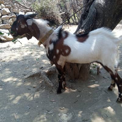 bakra for sale