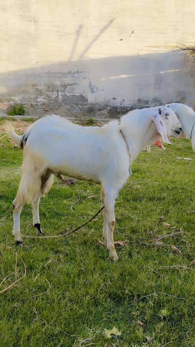 Best Bakra Rajan Puri qurbani kilyea Bhot piary Bakry Hai do dant
