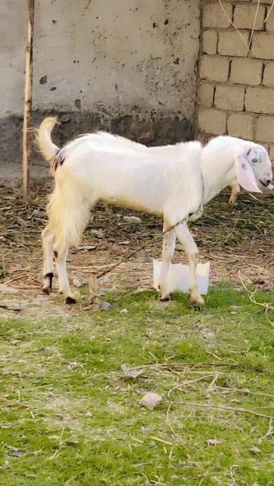 Best Bakra Rajan Puri qurbani kilyea Bhot piary Bakry Hai do dant