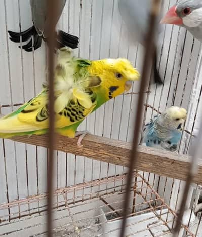 price different exhibition. . . java. . . . Australian pairs . chicks eno