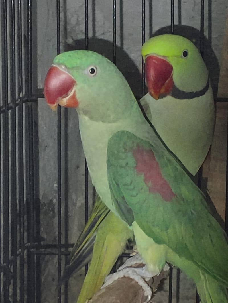 Nice pair 0