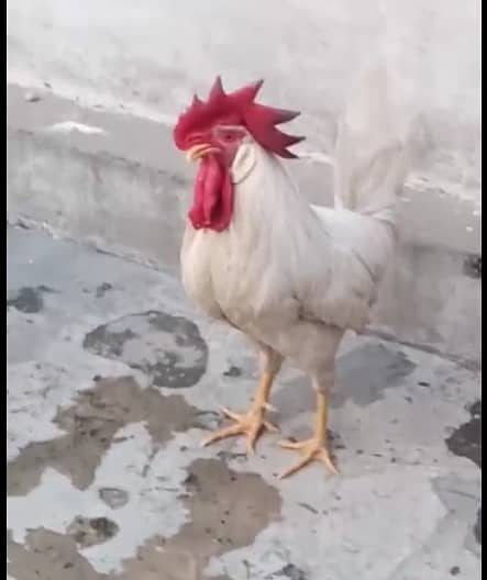 Murga 2