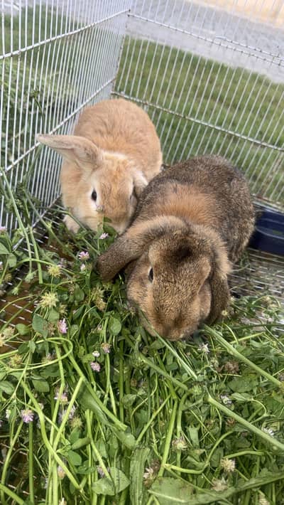 Holland Lop Rabbit pair