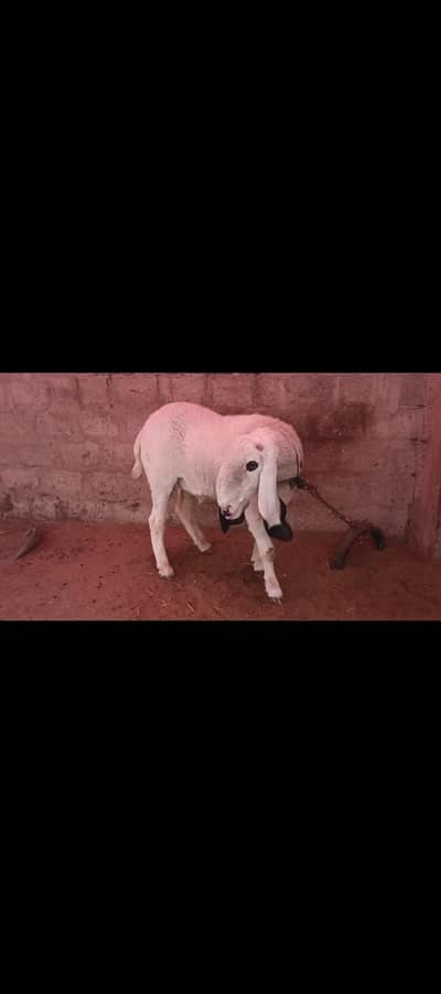 kajla dumba for sale 2 dant
