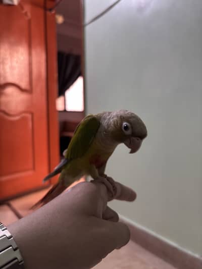 Pineapple Conure