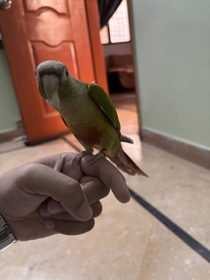 Pineapple Conure 1