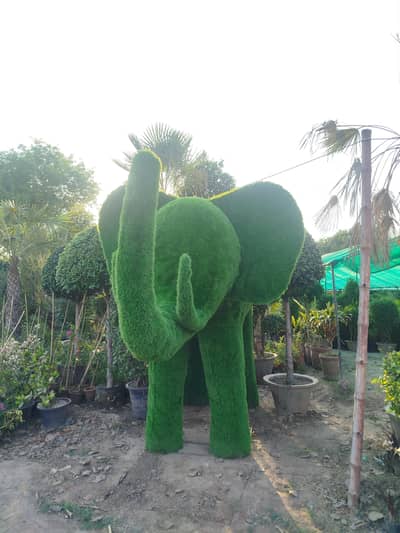 elephant grass for outdoor parks and gardens