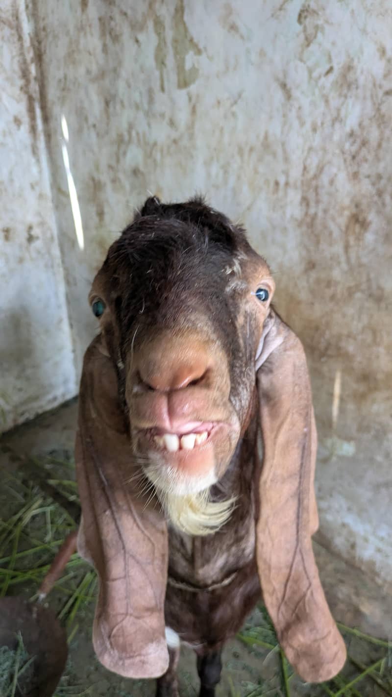 Ando Bakra 2 dant 0