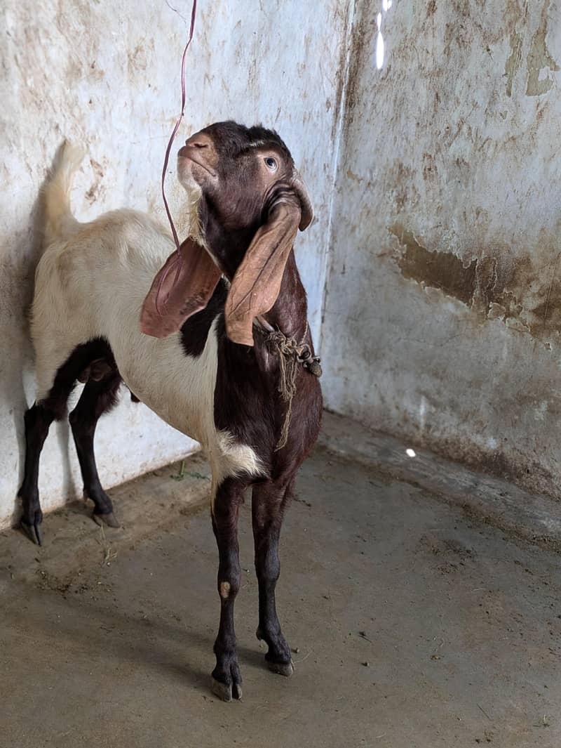 Ando Bakra 2 dant 1