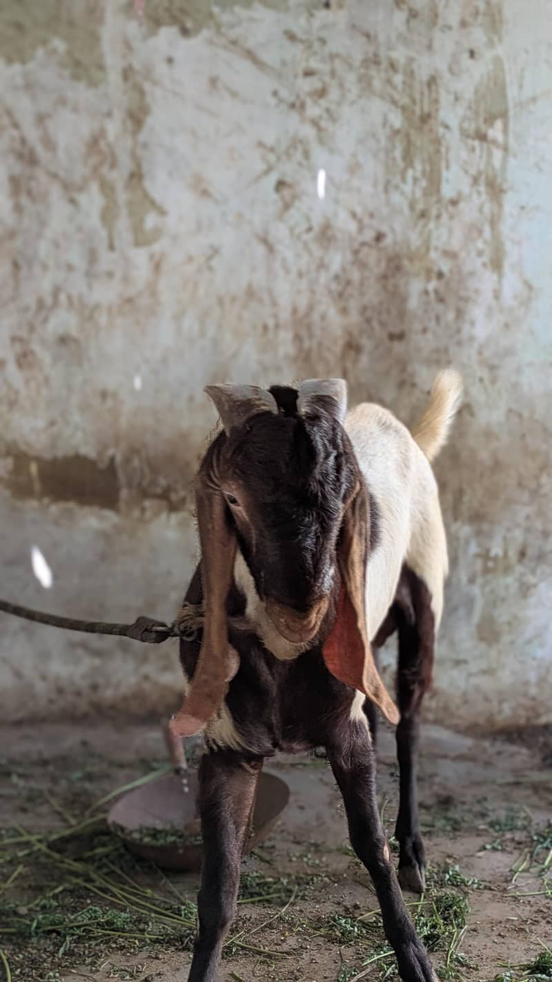 Ando Bakra 2 dant 2