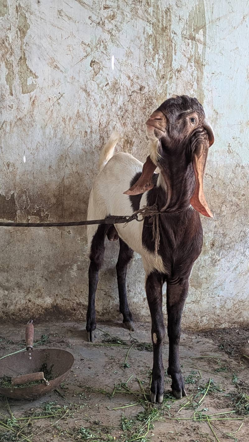 Ando Bakra 2 dant 3