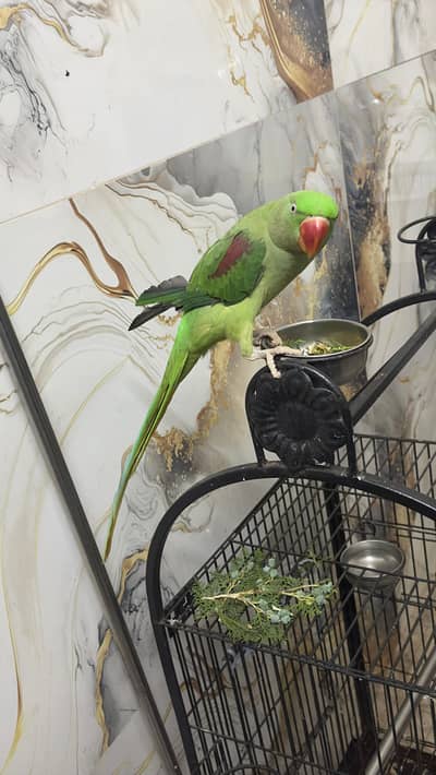 Female alexdrine parrot