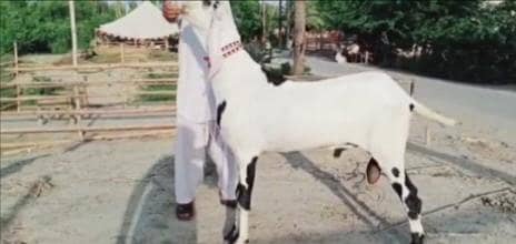 qurbani ke liye janwar mahjod hai