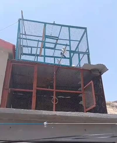 Cage For A pegion