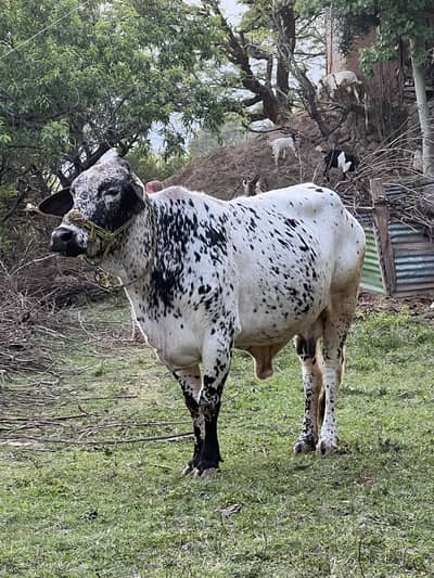 Cow/Gaye/QurbaniJanwar/Bull