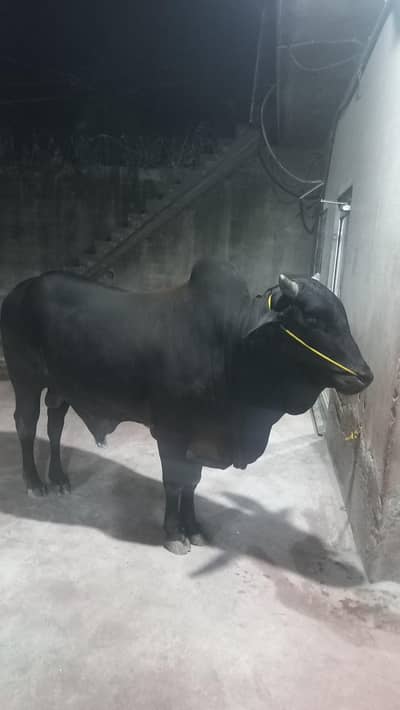 pure Desi Bull