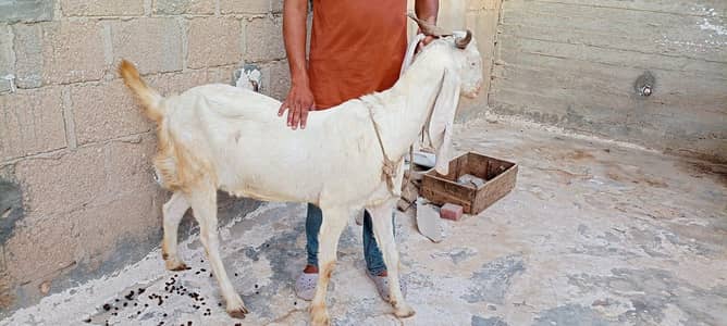 Pure Gulabi Bakri