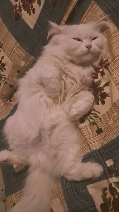 kittens and mother white colour and Persian for sale 03316073502