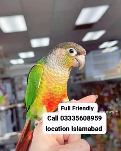 Hand Tamed Full Friendly Beautiful Conore Green Parrot