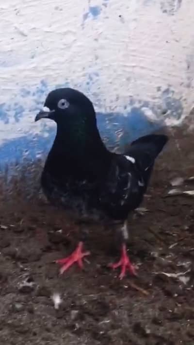 Teddy ferozpuri kamagar dubwala kabootar piegon