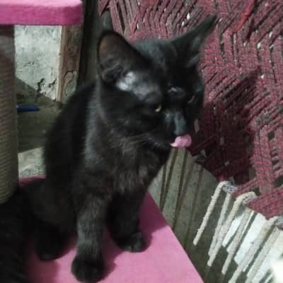 cats twins sale