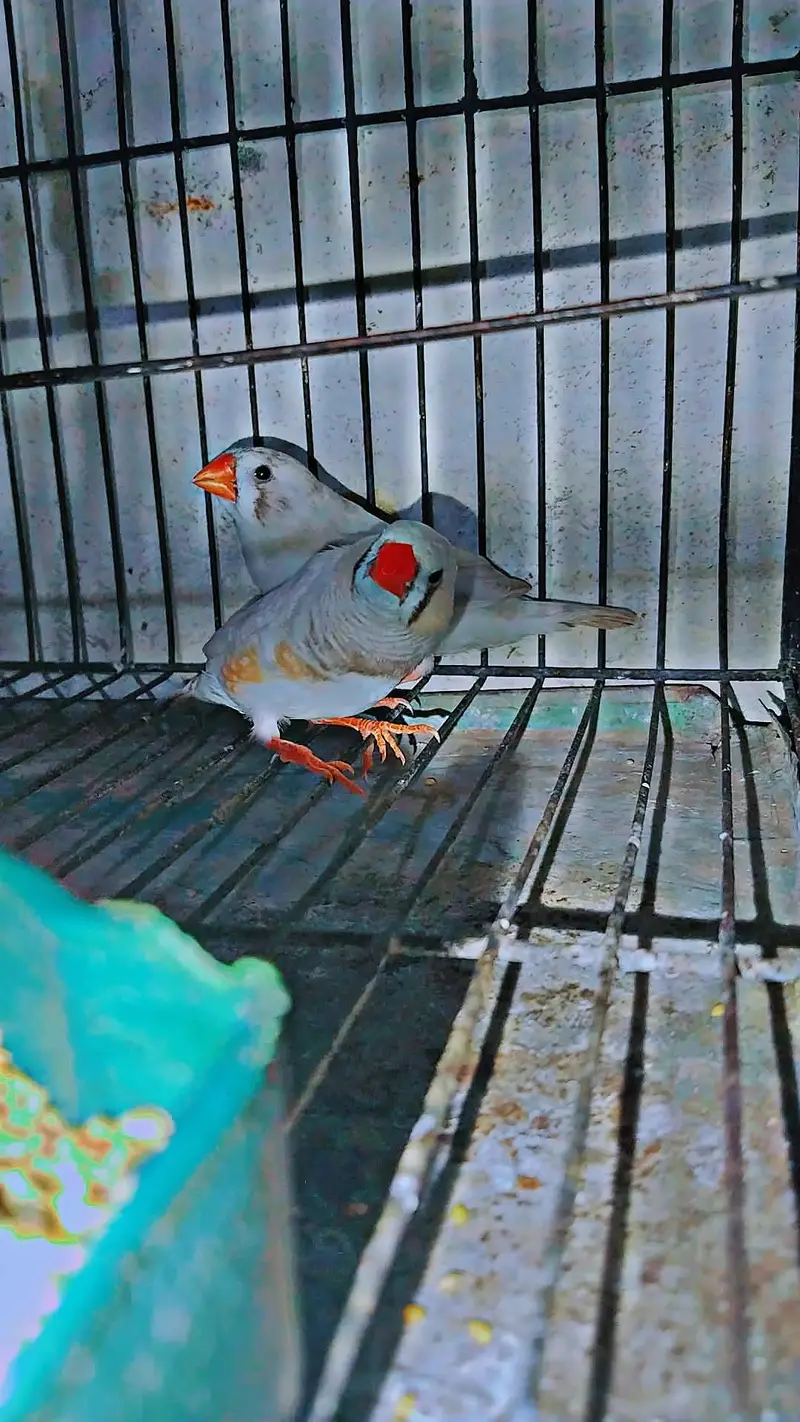 zebra Finch pair for sale with cage and matki — photo 2