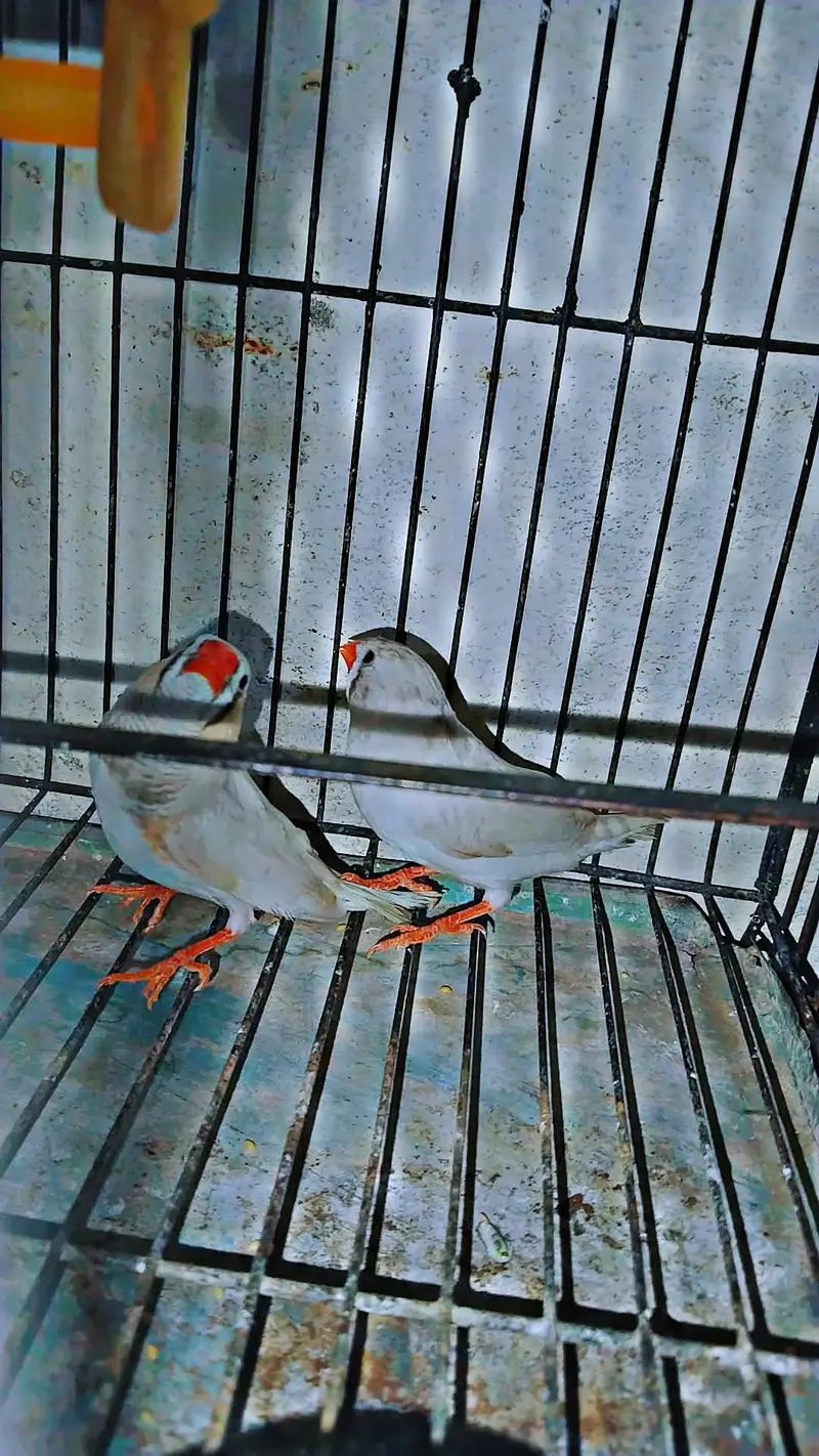 zebra Finch pair for sale with cage and matki — photo 3