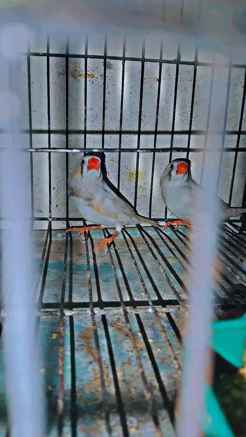 zebra Finch pair for sale with cage and matki — photo 4