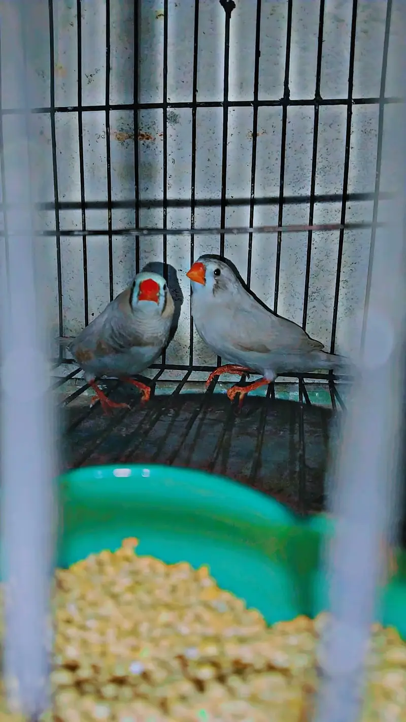 zebra Finch pair for sale with cage and matki — photo 5