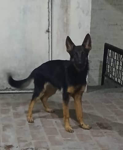 German Shepherd Female for Sale – 5 Years Old