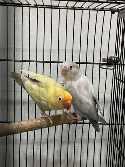 Palefellow Lovebirds