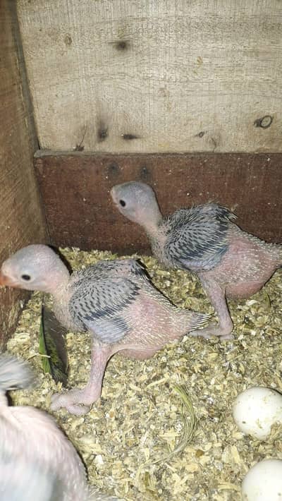 green/parrots/Bolny/Gani/wala/chicks/hand tame Price Kaam ho Jaya gi