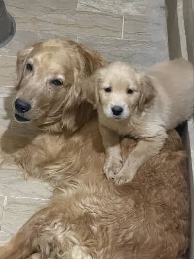 Golden Retriever Puppy - Thailand Imported pedigree Parents