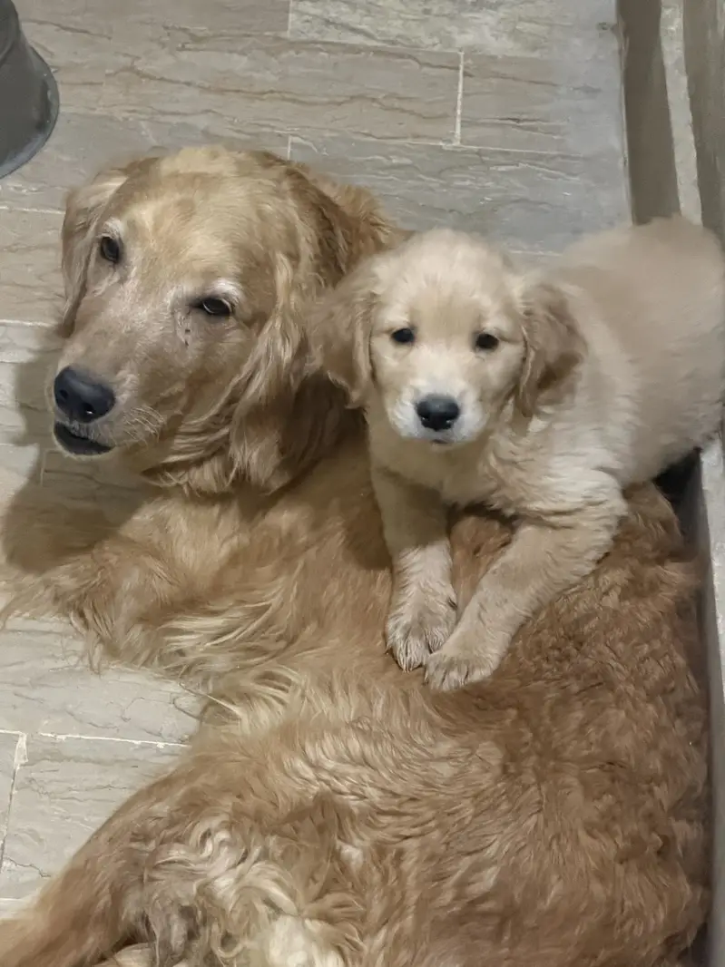 Golden Retriever 1 Puppy left - Thailand Imported pedigree Parents