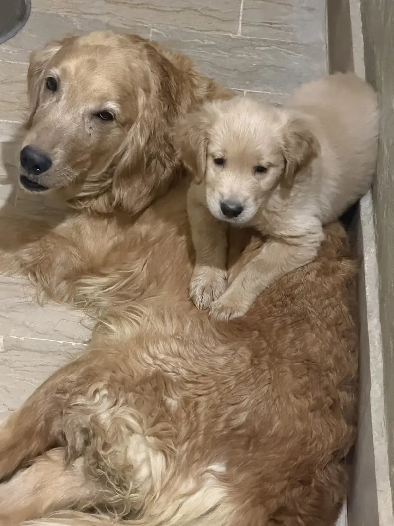 Golden Retriever 1 Puppy left - Thailand Imported pedigree Parents — photo 6