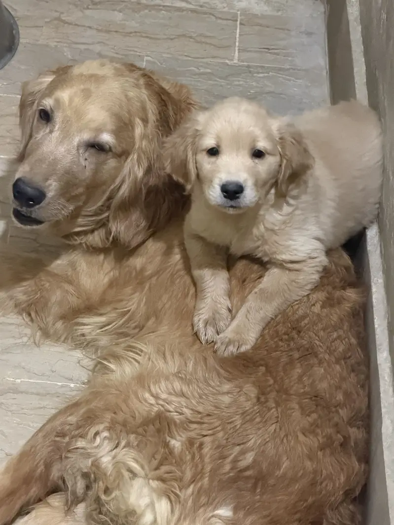 Golden Retriever 1 Puppy left - Thailand Imported pedigree Parents — photo 7